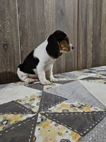 Liam, a male Beagle for sale in Montgomery, IN – Photo 4 of 5