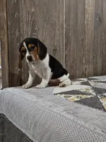 Liam, a male Beagle for sale in Montgomery, IN – Photo 2 of 5