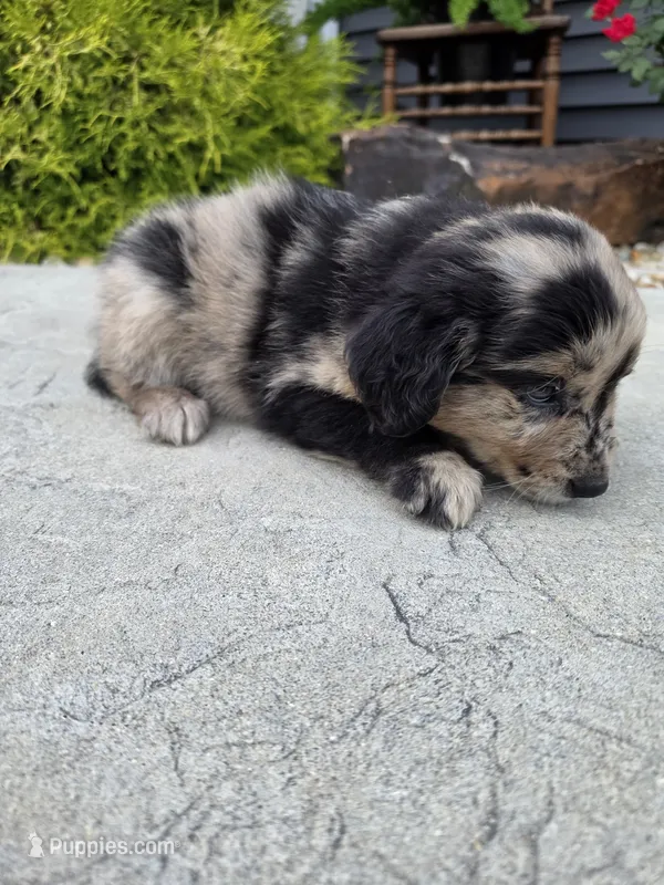 Lucy – Aussiedoodle puppy for sale in Montgomery, IN