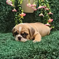 Anna, a female English Bulldog for sale in Montgomery, IN – 2 of 2