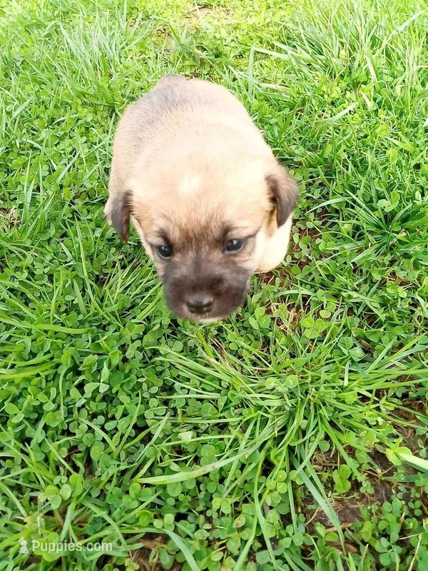 Penny – Jack Russell Terrier puppy for sale in Montgomery, IN