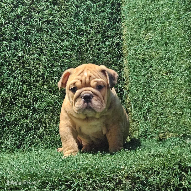 Nick – English Bulldog puppy for sale in Montgomery, IN