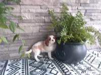 Jewel, a female Cavalier King Charles Spaniel for sale in Montgomery, IN – 4 of 4