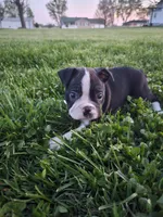 Peyton, a male Boston Terrier for sale in Montgomery, IN – Photo 3 of 3