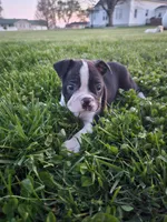 Peyton, a male Boston Terrier for sale in Montgomery, IN – Photo 2 of 3