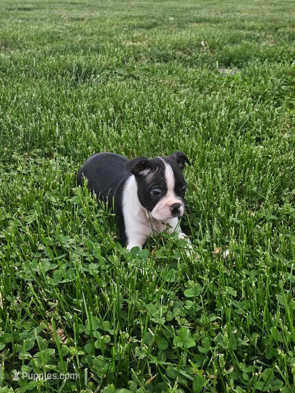 Peyton – Boston Terrier puppy for sale in Montgomery, IN