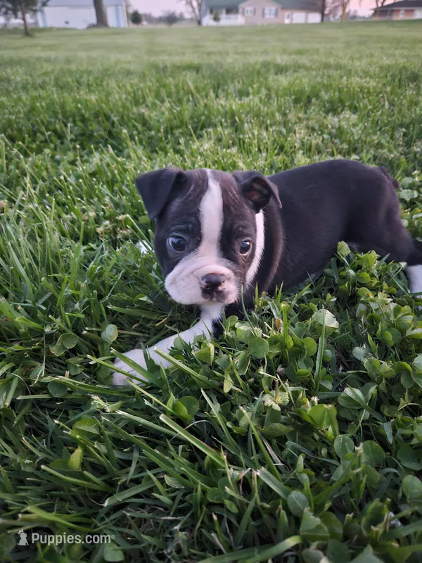 Peyton – Boston Terrier puppy for sale in Montgomery, IN