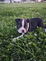 Peyton, a male Boston Terrier for sale in Montgomery, IN – Photo 1 of 3