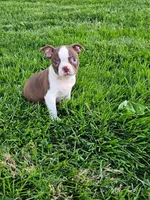 Haden, a male Boston Terrier for sale in Montgomery, IN – Photo 2 of 3