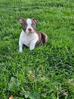 Haden, a male Boston Terrier for sale in Montgomery, IN – Photo 3 of 3