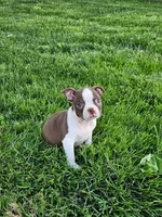 Haden, a male Boston Terrier for sale in Montgomery, IN – Photo 1 of 3