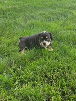 Cleo, a male English Bulldog for sale in Montgomery, IN – 5 of 5