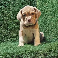 Laura, a female English Bulldog for sale in Montgomery, IN – 2 of 2