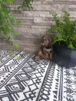 Jase, a male Cavapoo for sale in Montgomery, IN – 2 of 3