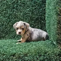 Lance, a male English Bulldog for sale in Montgomery, IN – 2 of 2