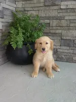 Audrey, a female Golden Retriever for sale in Montgomery, IN – Photo 2 of 2