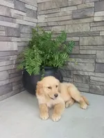 Audrey, a female Golden Retriever for sale in Montgomery, IN – Photo 1 of 2