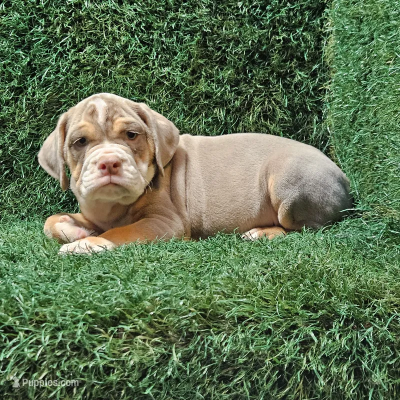 Lane – English Bulldog puppy for sale in Montgomery, IN