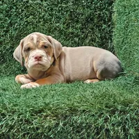 Lane, a male English Bulldog for sale in Montgomery, IN – 1 of 2
