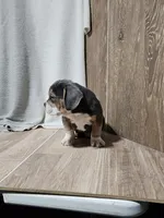 Pam, a female English Bulldog for sale in Montgomery, IN – Photo 1 of 2