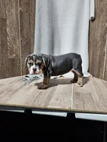 Pam, a female English Bulldog for sale in Montgomery, IN – Photo 2 of 2