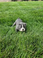 Cheryl, a female English Bulldog for sale in Montgomery, IN – 3 of 3