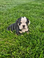Cheyenne , a female English Bulldog for sale in Montgomery, IN – 3 of 3