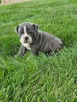 Cheryl, a female English Bulldog for sale in Montgomery, IN – 2 of 3