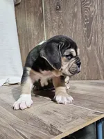 Adrian, a male English Bulldog for sale in Montgomery, IN – Photo 3 of 3
