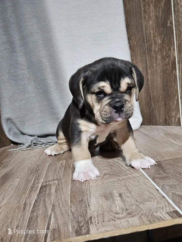 Adrian – English Bulldog puppy for sale in Montgomery, IN
