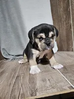 Adrian, a male English Bulldog for sale in Montgomery, IN – Photo 1 of 3