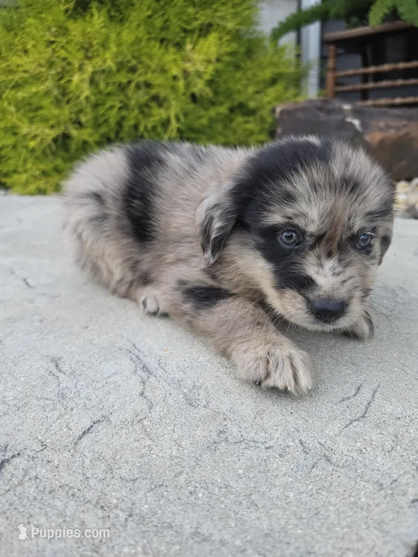 Bella – Aussiedoodle puppy for sale in Montgomery, IN