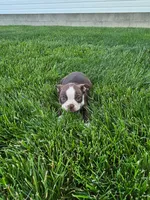 Henry, a male Boston Terrier for sale in Montgomery, IN – 3 of 3