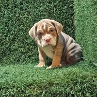 Lane, a male English Bulldog for sale in Montgomery, IN – 2 of 2