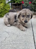 Lola, a female Aussiedoodle for sale in Montgomery, IN – 2 of 2