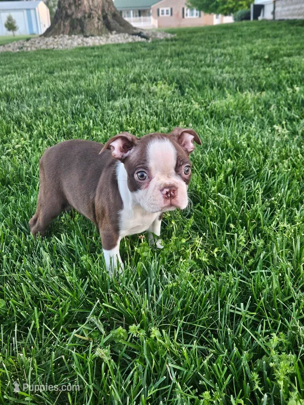 Kaylee – Boston Terrier puppy for sale in Montgomery, IN