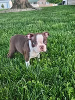 Kaylee, a female Boston Terrier for sale in Montgomery, IN – Photo 1 of 4