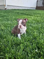 Kaylee, a female Boston Terrier for sale in Montgomery, IN – Photo 4 of 4