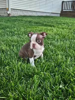 Kaylee, a female Boston Terrier for sale in Montgomery, IN – Photo 3 of 4