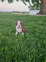 Kaylee, a female Boston Terrier for sale in Montgomery, IN – Photo 2 of 4