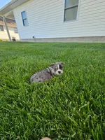 Hailey, a female Boston Terrier for sale in Montgomery, IN – 2 of 3