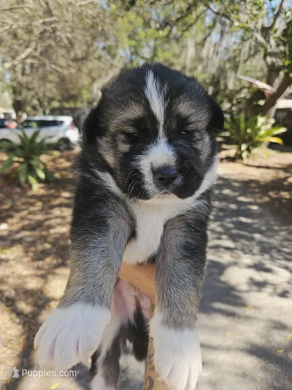 husky mixed puppies, a female Siberian Husky for sale in Tampa, FL – Photo 1 of 2