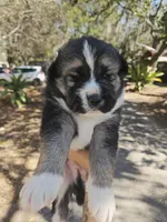 husky mixed puppies, a female Siberian Husky for sale in Tampa, FL – Photo 1 of 2