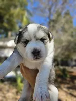 husky mixed puppies, a female Siberian Husky for sale in Tampa, FL – Photo 2 of 2