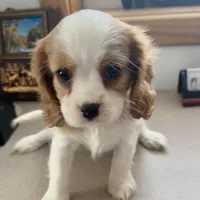 Cupid *Price Reduced*, a male Cavalier King Charles Spaniel for sale in Carlisle, KY – Photo 3 of 7