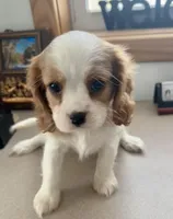 Cupid *Price Reduced*, a male Cavalier King Charles Spaniel for sale in Carlisle, KY – Photo 1 of 9