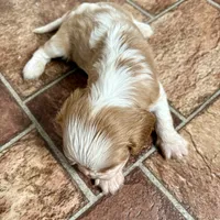 Cupid *Price Reduced*, a male Cavalier King Charles Spaniel for sale in Carlisle, KY – Photo 7 of 7