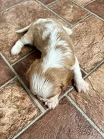 Cupid *Price Reduced*, a male Cavalier King Charles Spaniel for sale in Carlisle, KY – Photo 9 of 9