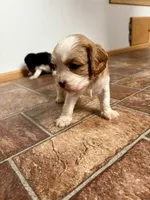 Cupid *Price Reduced*, a male Cavalier King Charles Spaniel for sale in Carlisle, KY – Photo 5 of 9