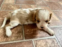 Cupid *Price Reduced*, a male Cavalier King Charles Spaniel for sale in Carlisle, KY – Photo 8 of 9